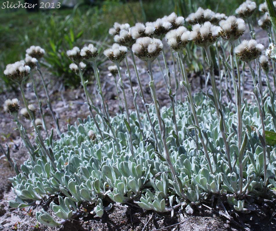 Brown-bract Pussytoes, Brown Everlasting, Brownish Everlasting, Dark Pussytoes, Umber Pussytoes: Antennaria umbrinella (Synonyms: Antennaria aizoides, Antennaria flavescens, Antennaria reflexa)