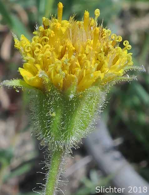Flower head of Parry's Arnica, Nodding Arnica: Arnica parryi (Synonyms: Arnica angustifolia, Arnica angustifolia ssp. eradiata, Arnica parryi ssp. parryi, Arnica parryi ssp. sonnei, Arnica parryi var. parryi, Arnica parryi var. sonnei)