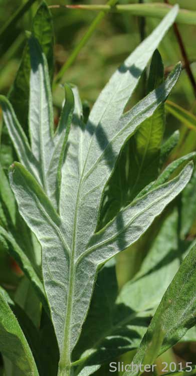 Lower leaf surface of Douglas' Mugwort, Douglas' Sagewort, Douglas' Wormwood: Artemisia douglasiana (Synonym: Artemisia vulgaris var. douglasiana)