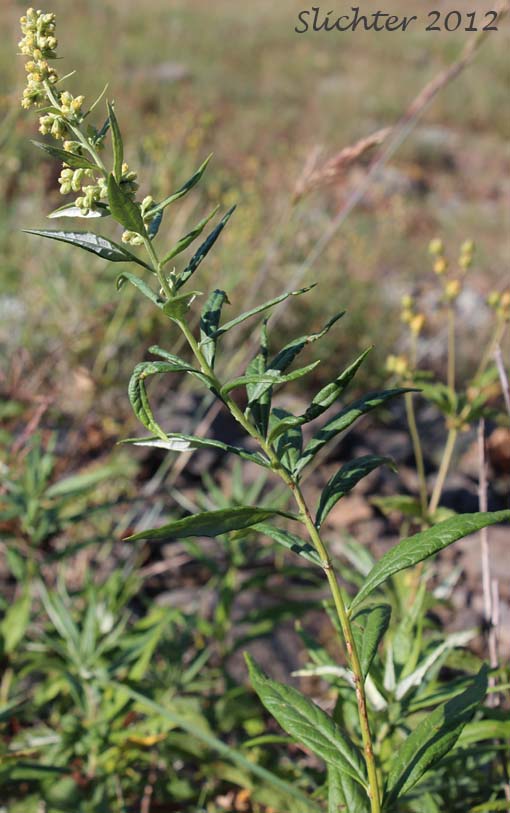 Douglas's Mugwort, Douglas Mugwort: Artemisia douglasiana