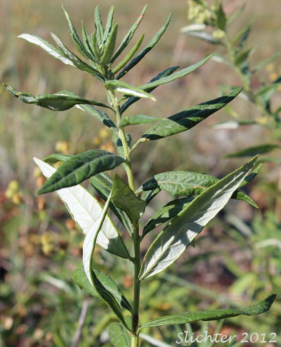 Douglas's Mugwort, Douglas Mugwort: Artemisia douglasiana