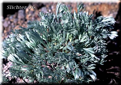 Forked Mugwort, Three-forked Artemisia: Artemisia furcata (Synonyms: Artemisia furcata var. furcata, Artemisia furcata var. heterophylla, Artemisia trifurcata)