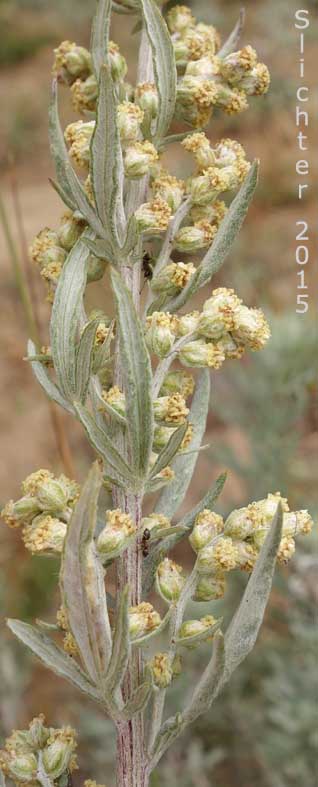 Portion of the inflorescence of Silver Wormwood, Gray Sagewort: Artemisia ludoviciana ssp. candicans (Synonym: Artemisia ludoviciana var. latiloba)