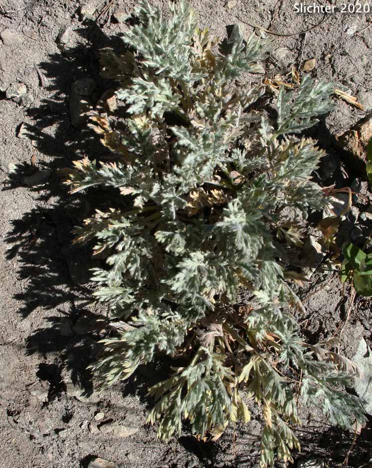 Arctic Artemisia, Mountain Sagewort: Artemisia norvegica ssp. saxatilis (Synonyms: Artemisia arctica ssp. arctica, Artemisia norvegica var. saxatilis, Artemisia saxatilis)
