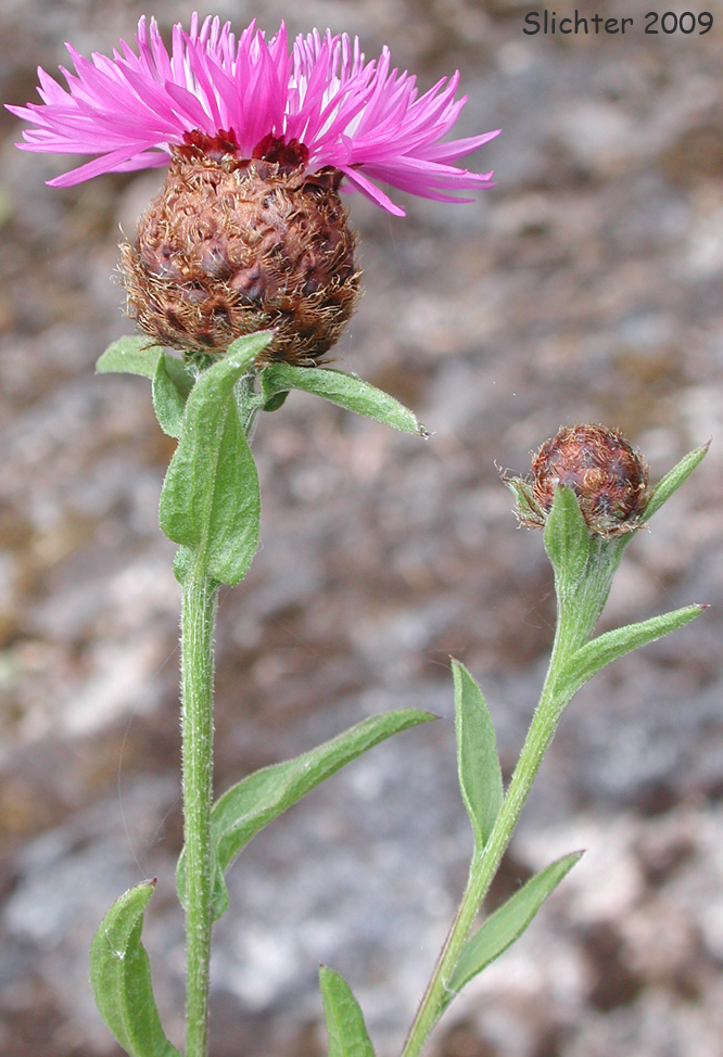 Hybrid Knapweed, Meadow Knapweed, Protean Knapweed: Centaurea xgerstlaueri (Synonyms: Centaurea debeauxii ssp. thuillier, Centaurea xmoncktonii, Centaurea nigra x Centaurea jacea, Centaurea xpratensis, Centaurea pratensis)