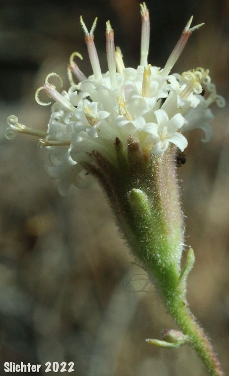 Flower head of Douglas' Dustymaidens, Dustymaidens, Hoary Chaenactis, Hoary False Yarrow: Chaenactis douglasii var. douglasii (Synonyms: Chaenactis douglasii var. achilleaefoila, Chaenactis douglasii var. montana, Chaenactis rubricaulis)