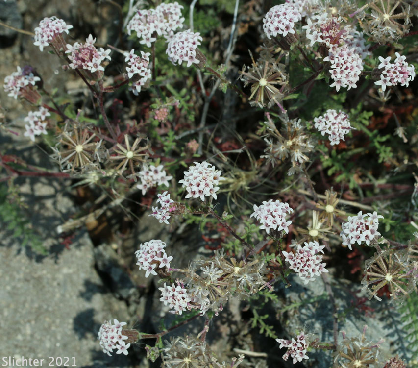 Douglas' Dustymaidens, Dustymaidens, Hoary False Yarrow: Chaenactis douglasii var. douglasii (Synonyms: Chaenactis douglasii var. achilleaefoila, Chaenactis douglasii var. montana, Chaenactis rubricaulis)