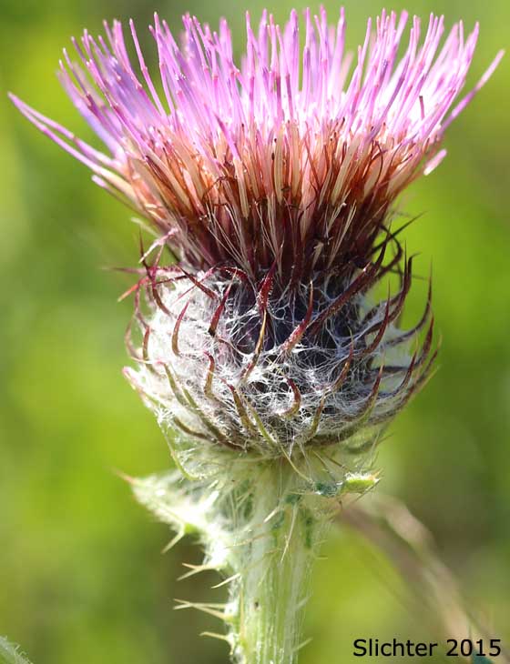 Short-styled Thistle, Clustered Thistle: Cirsium brevistylum