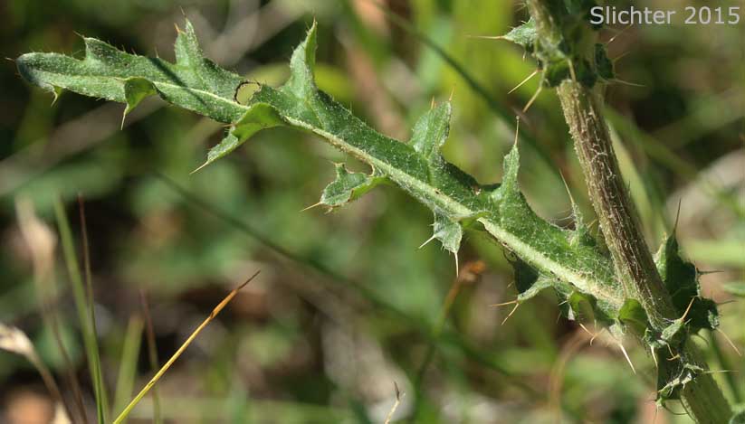 Stem leaf of Short-styled Thistle, Clustered Thistle: Cirsium brevistylum