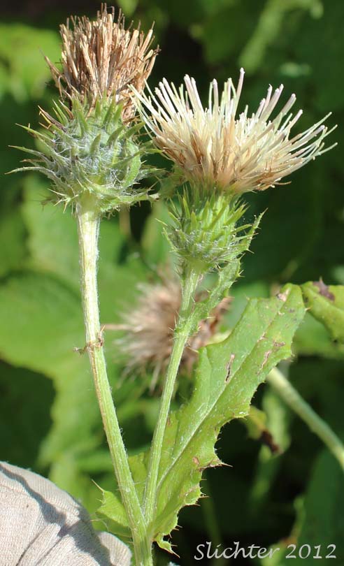 Short-styled Thistle, Clustered Thistle: Cirsium brevistylum