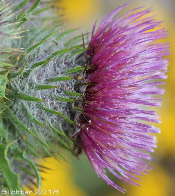 Edible Thistle, Indian Thistle: Cirsium edule