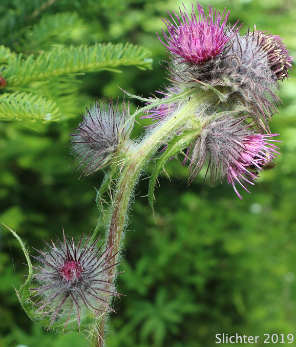 Edible Thistle, Indian Thistle: Cirsium edule var. edule (Synonym: Cirsium hallii)