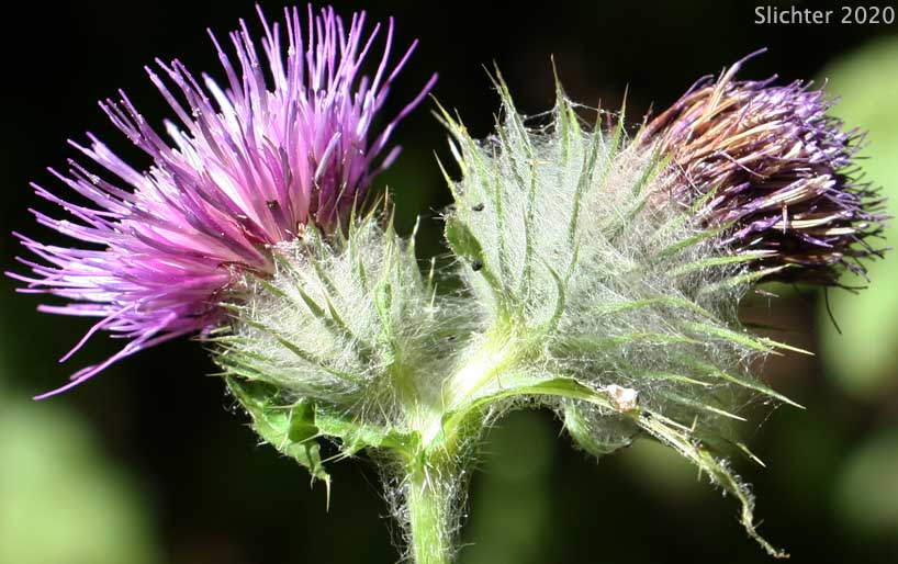 Edible Thistle, Indian Thistle: Cirsium edule var. edule (Synonym: Cirsium hallii)