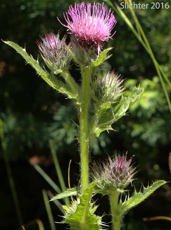 Edible Thistle, Indian Thistle: Cirsium edule var. edule (Synonym: Cirsium hallii)