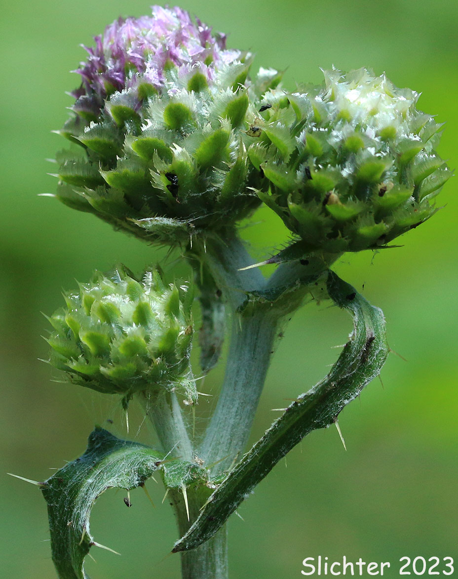 Involucral bracts of Mountain Thistle, Fringe-bract Thistle: Cirsium remotifolium var. odontolepis (Synonyms: Cirsium callilepis, Cirsium callilepis var. callilepis, Cirsium callilepis var. oregonense, Cirsium centaureae, Cirsium remotifolium ssp. oregonense, Cirsium remotifolium ssp. pseudocarlinoides)