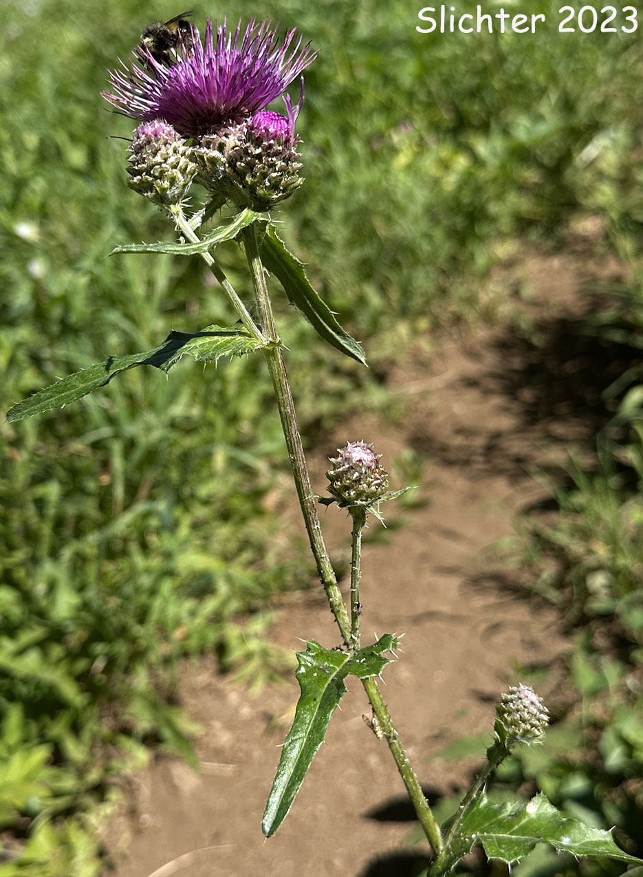 Mountain Thistle, Fringe-bract Thistle: Cirsium remotifolium var. odontolepis (Synonyms: Cirsium callilepis, Cirsium callilepis var. callilepis, Cirsium callilepis var. oregonense, Cirsium centaureae, Cirsium remotifolium ssp. oregonense, Cirsium remotifolium ssp. pseudocarlinoides)