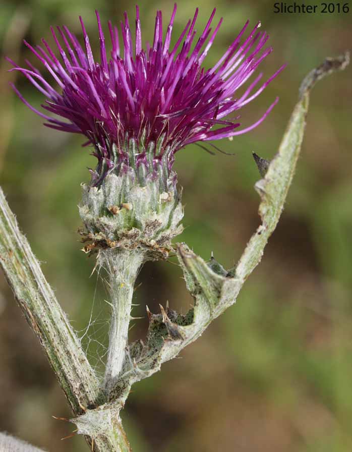 Mountain Thistle, Fringe-bract Thistle: Cirsium remotifolium var. odontolepis (Synonyms: Cirsium callilepis, Cirsium callilepis var. callilepis, Cirsium callilepis var. oregonense, Cirsium centaureae, Cirsium remotifolium ssp. oregonense, Cirsium remotifolium ssp. pseudocarlinoides)