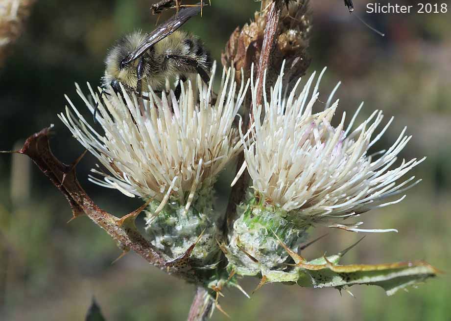Mountain Thistle, Fringe-bract Thistle: Cirsium remotifolium var. odontolepis (Synonyms: Cirsium callilepis, Cirsium callilepis var. callilepis, Cirsium callilepis var. oregonense, Cirsium centaureae, Cirsium remotifolium ssp. oregonense, Cirsium remotifolium ssp. pseudocarlinoides)