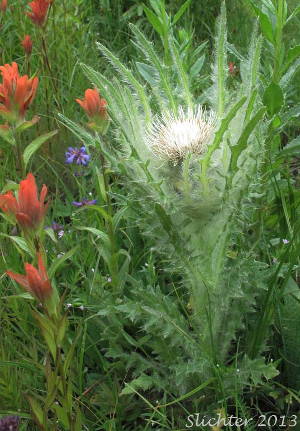 Dinnerplate Thistle, Elk Thistle, Meadow Thistle, Sessile Thistle, Shasta Valley Thistle, Stemless Thistle, Toiyabe Thistle: Cirsium scariosum (Synonyms: Carduus americanus, Carduus coloradensis, Cirsium acaule var. americanum, Cirsium acaulescens, Cirsium americanum, Cirsium butleri, Cirsium coloradense, Cirsium coloradense ssp. acaulescens, Cirsium coloradense ssp. longissimum, Cirsium congdonii, Cirsium drummondii ssp. lanatum, Cirsium drummondii ssp. lanatum, Cirsium drummondii ssp. latisquamum, Cirsium drummondii ssp. vexans, Cirsium drummondii var. acaulescens, Cirsium drummondii var. oregonense, Cirsium erosum, Cirsium hookerianum var. scariosum, Cirsium kelsey, Cirsium lacerum, Cirsium magnificum, Cirsium minganense, Cirsium oreophilum, Cirsium quercetorum, Cirsium scariosum var. americanum, Cirsium scariosum var. robustum, Cirsium scariosum var. scariosum, Cirsium scariosum var. thorneae, Cirsium scariosum var. toiyabense, Cirsium tioganum, Cirsium tioganum var. coloradense, Cirsium tioganum var. tioganum, Cnicus drummondii var. acaulescens, Cnicus tioganus)