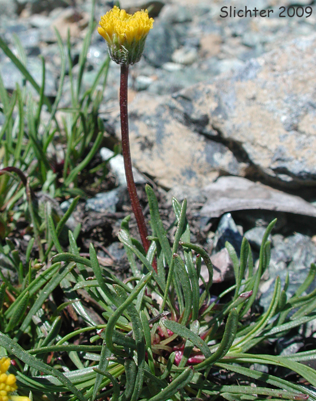 Bloomer's Fleabane, Waldo Daisy: Erigeron bloomeri var. nudatus