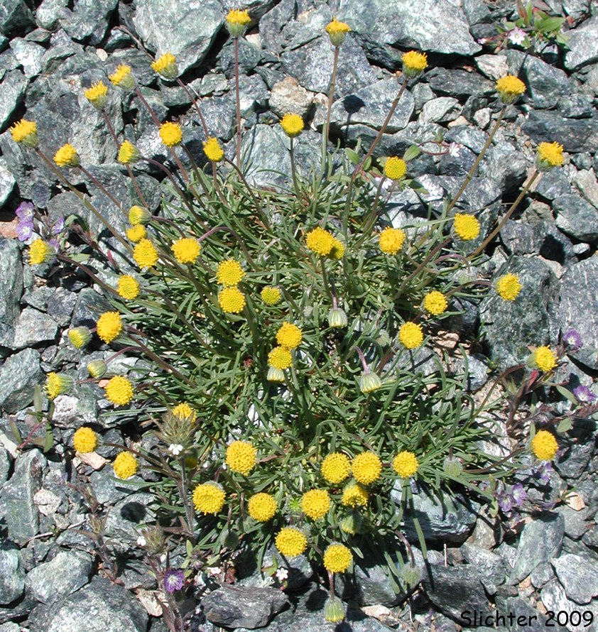 Bloomer's Fleabane, Waldo Daisy: Erigeron bloomeri var. nudatus