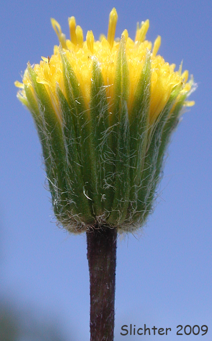 Bloomer's Fleabane, Waldo Daisy: Erigeron bloomeri var. nudatus
