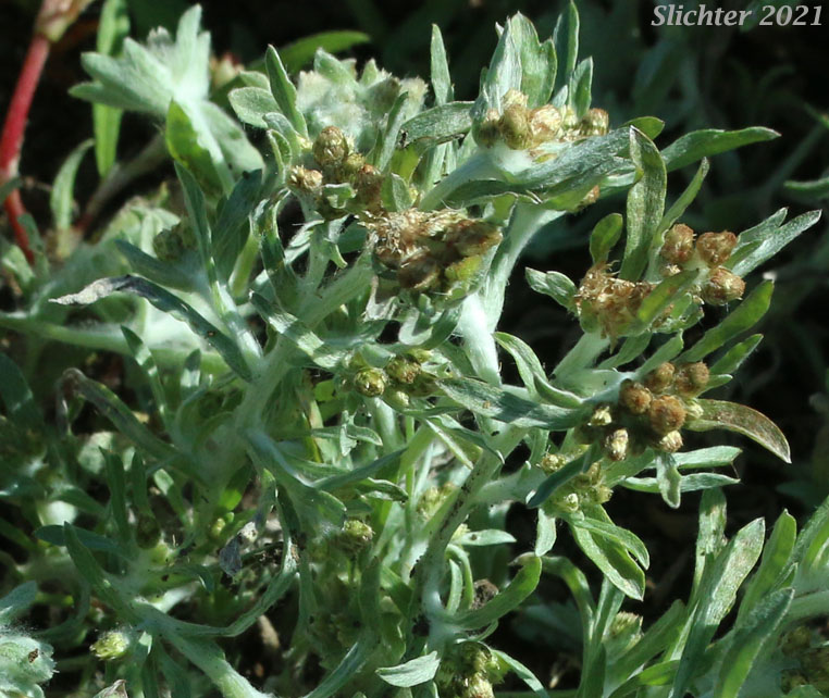 Western Marsh Cudweed, Lowland Cudweed: Gnaphalium palustre (Synonyms: Filaginella palustris, Gnaphalium heteroides, Gnaphalium palustre var. nanum)