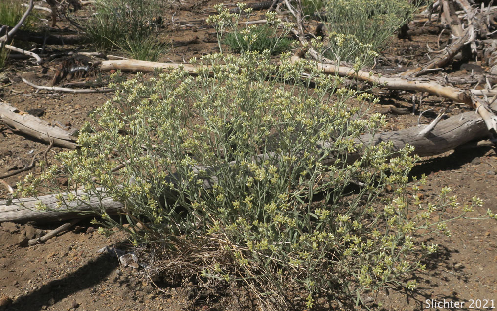 Slender Cudweed, Northwestern Rabbit-tobacco: Pseudognaphalium thermale (Synonym: Gnaphalium canescens, Gnaphalium canescens ssp. thermale, Gnaphalium microcephalum, Gnaphalium microcephalum var. thermale, Gnaphalium thermale, Pseudognaphalium canescens ssp. thermale, Pseudognaphalium microcephalum)