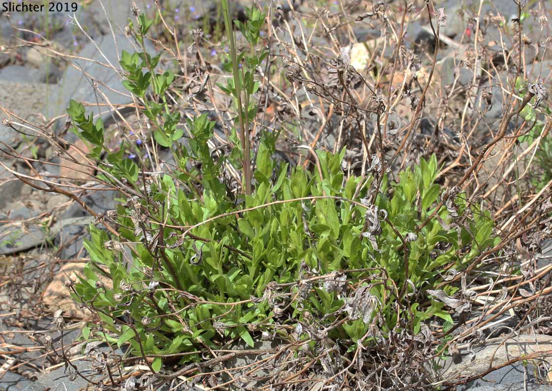 Oregon Goldenaster: Heterotheca oregona (Synonyms: Chrysopsis oregona, Chrysopsis oregona var. oregona, Chrysopsis oregona var. rudis, Heterotheca oregona var. oregona, Heterotheca oregona var. rudis)