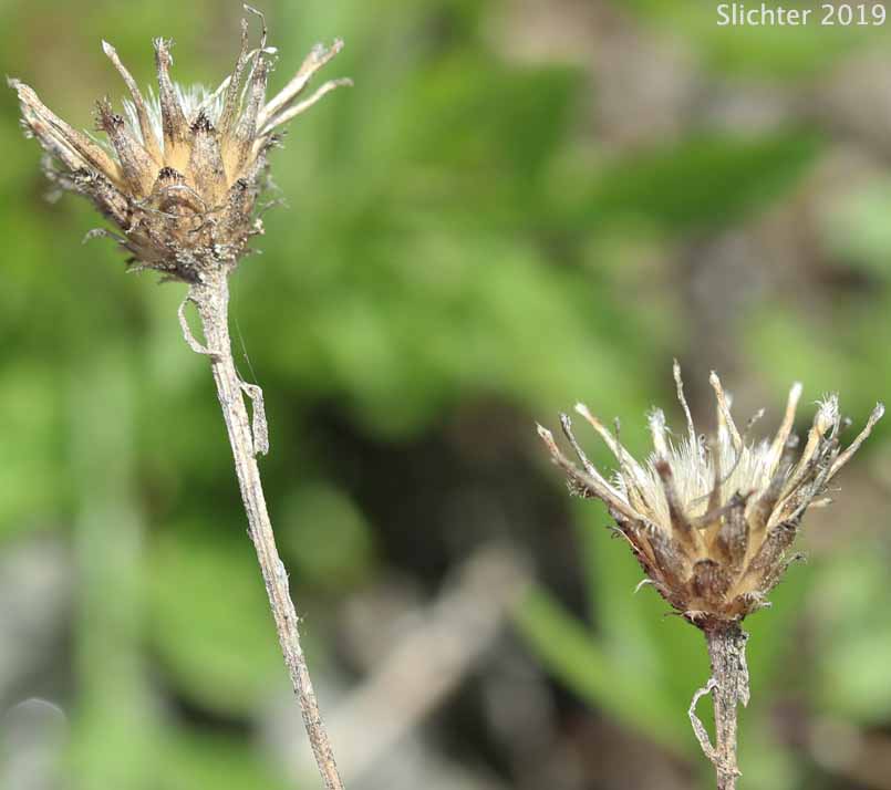 Dried flower heads of Oregon Goldenaster: Heterotheca oregona (Synonyms: Chrysopsis oregona, Chrysopsis oregona var. oregona, Chrysopsis oregona var. rudis, Heterotheca oregona var. oregona, Heterotheca oregona var. rudis)