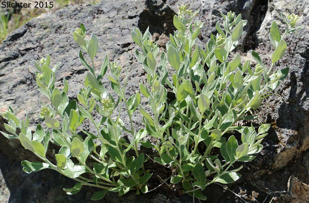 Silverback Luina, Littleleaf Luina, Little-leaf Silverback: Luina hypoleuca