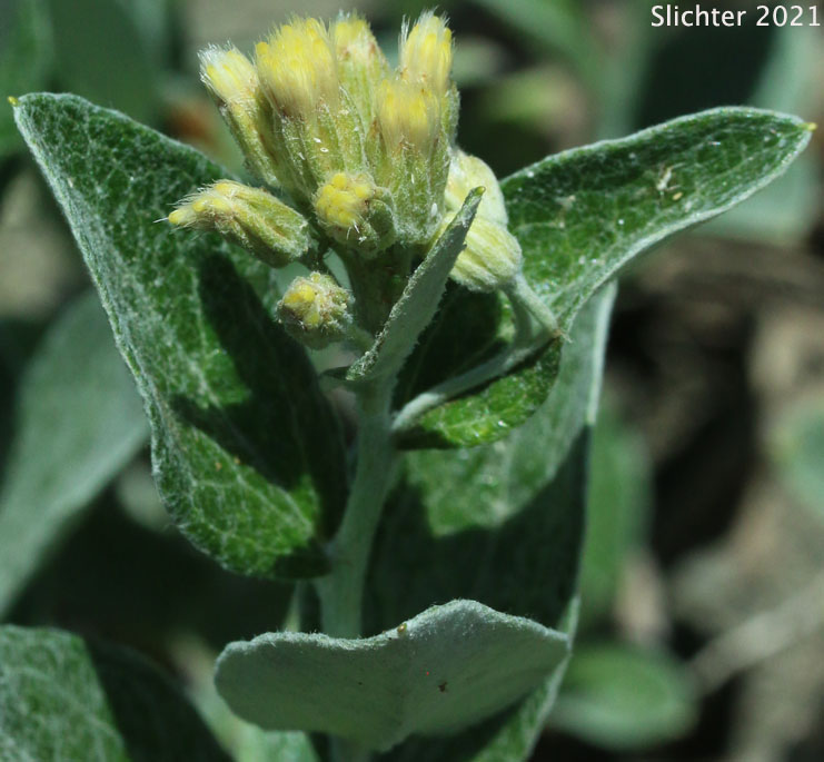 Silverback Luina, Littleleaf Luina, Little-leaf Silverback: Luina hypoleuca