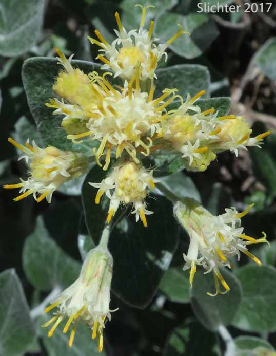Silverback Luina, Littleleaf Luina, Little-leaf Silverback: Luina hypoleuca
