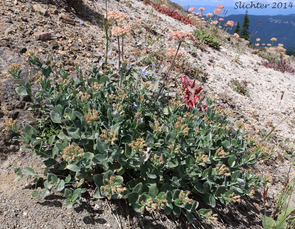 Silverback Luina, Littleleaf Luina, Little-leaf Silverback: Luina hypoleuca