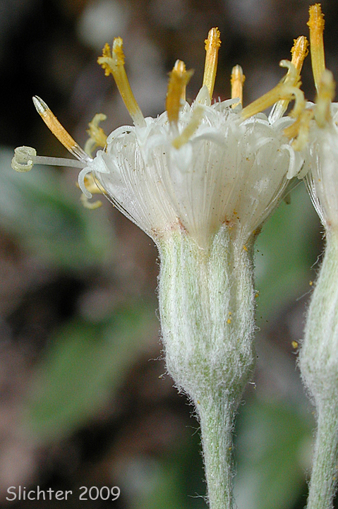Flower head of silverback luina: Luina hypoleuca