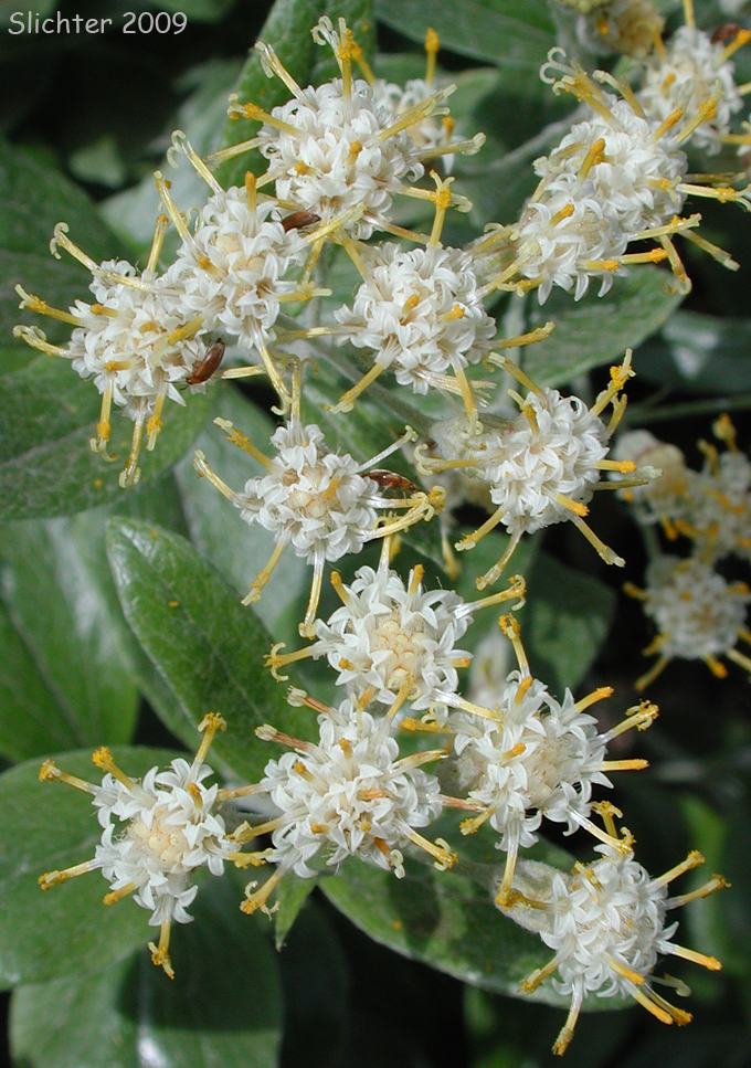 Inflorescence of silverback luina: Luina hypoleuca