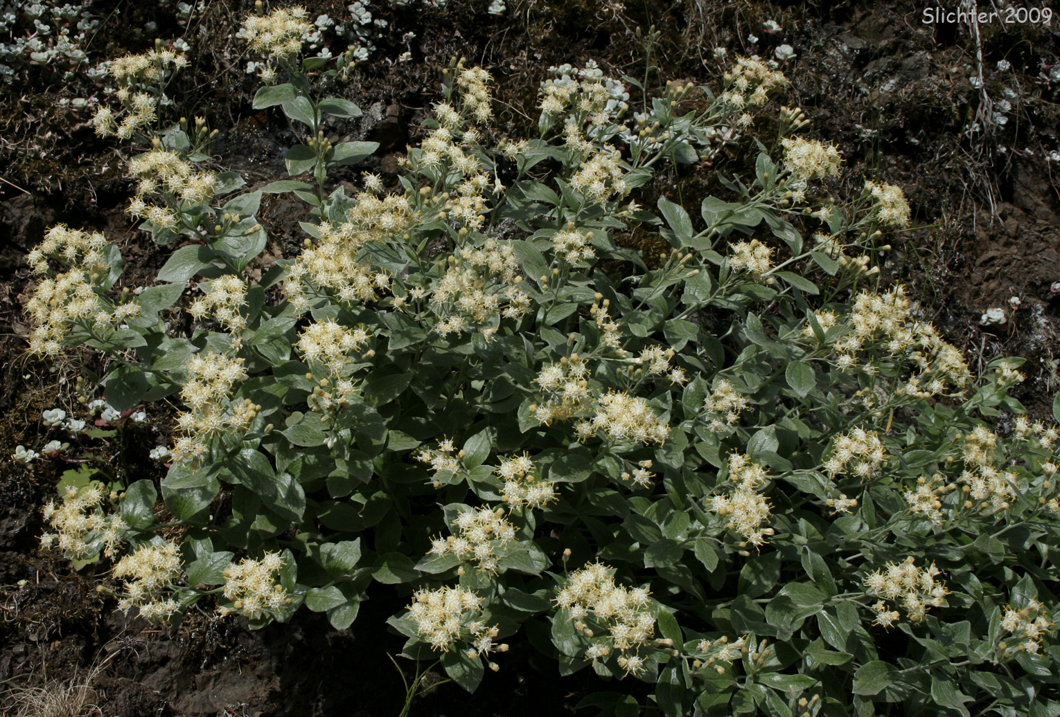 Silverback Luina, Littleleaf Luina, Little-leaf Silverback: Luina hypoleuca
