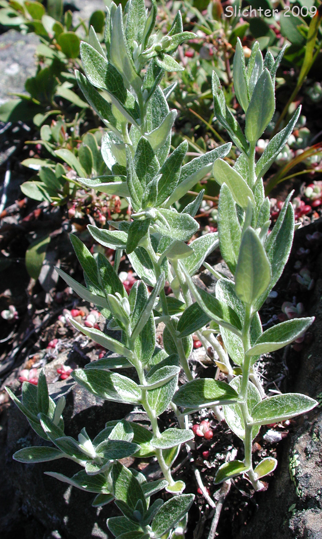 Silverback Luina: Luina hypoleuca