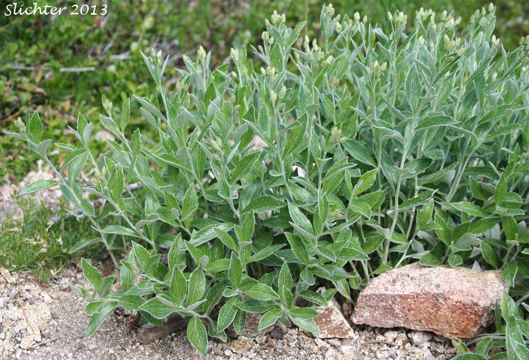 Silverback Luina, Littleleaf Luina, Little-leaf Silverback: Luina hypoleuca