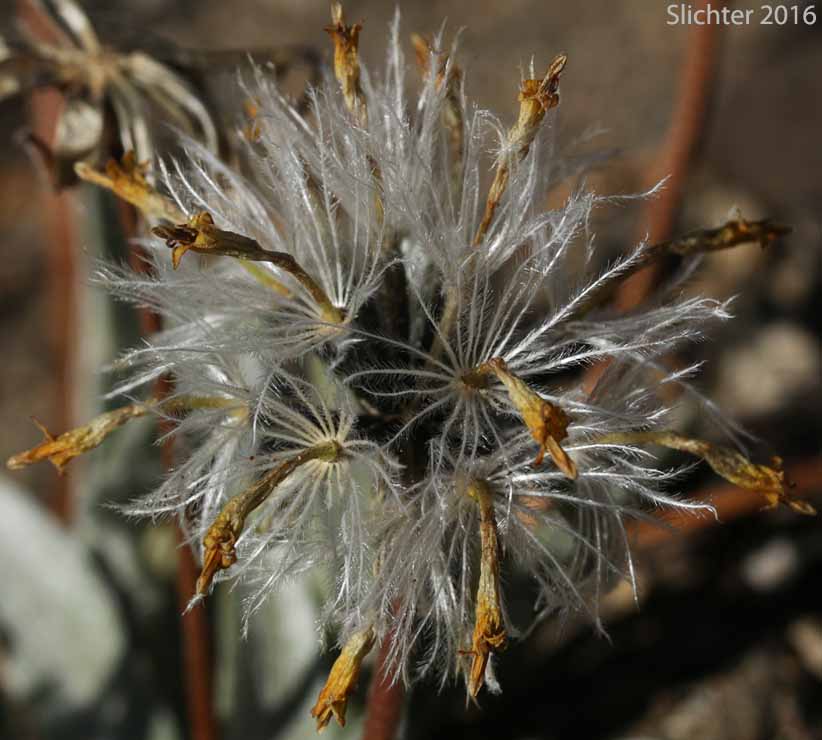 Seed head of Silky Raillardella, Silvery Raillardella : Raillardella argentea