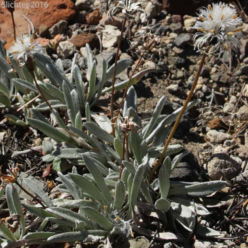 Silky Raillardella, Silvery Raillardella : Raillardella argentea