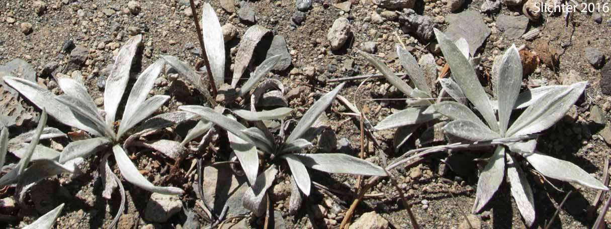 Basal leaves of Silky Raillardella, Silvery Raillardella : Raillardella argentea
