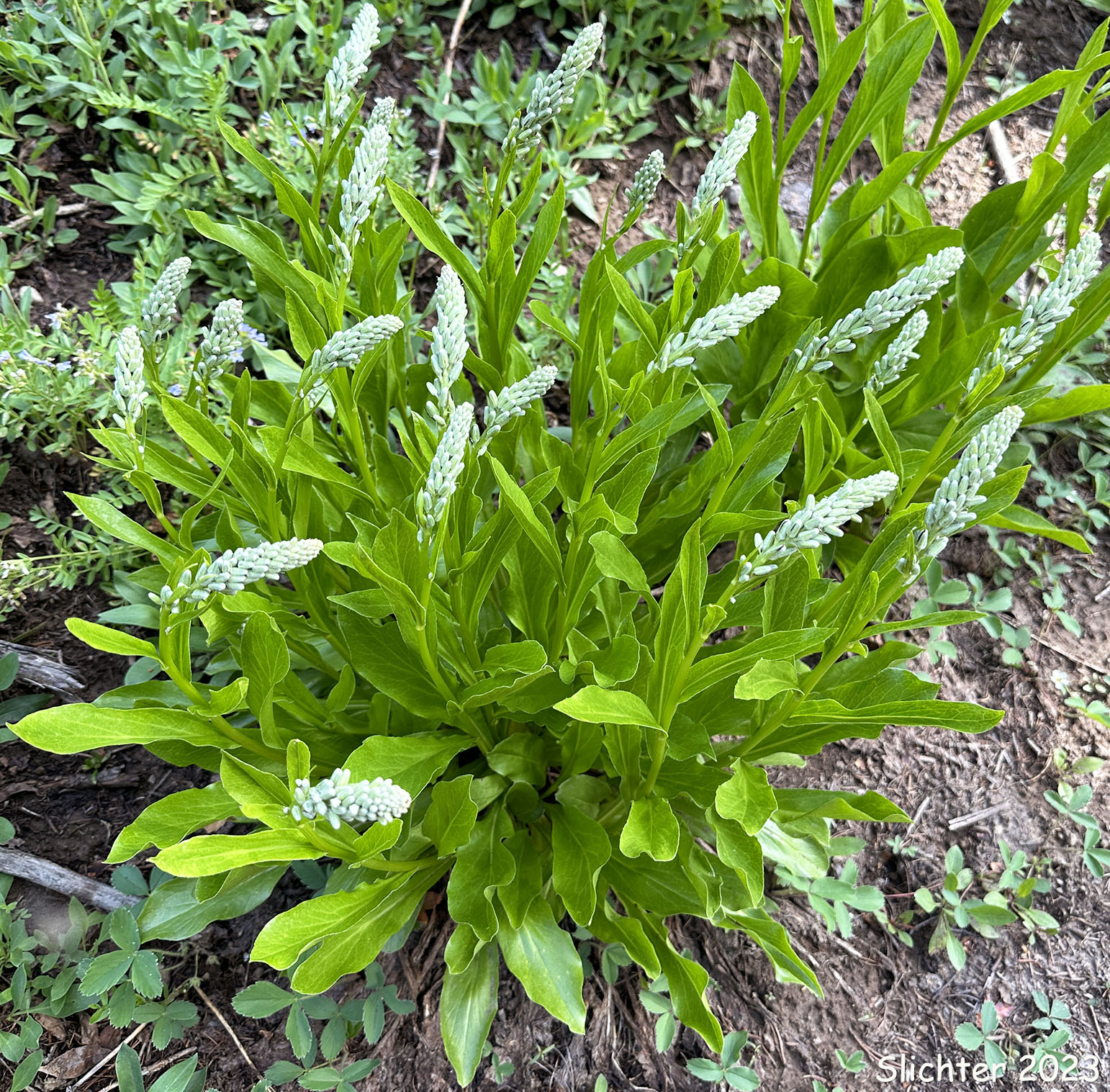 Basal leaves of False Silverback, Rainiera, Tongue-leaved Luina, Tongue-leaf Luina: Rainiera stricta (Synonym: Luina stricta)