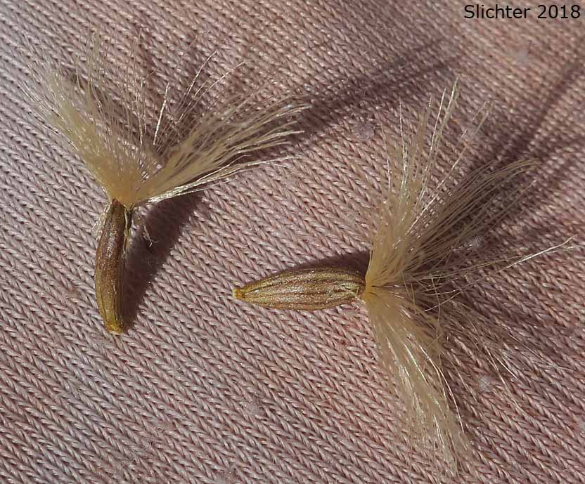 Plumed seeds of Tongue-leaf Luina, Tongue-leaved Luina, Rainiera: Rainiera stricta (Synonym: Luina stricta)