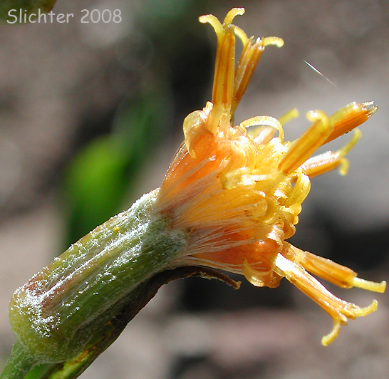Flower head of Tongue-leaved Luina: Rainiera stricta