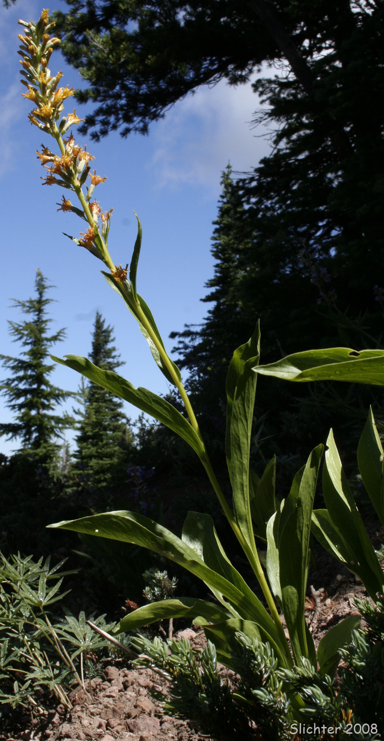Tongue-leaved Luina: Rainiera stricta (formerly Luina stricta)