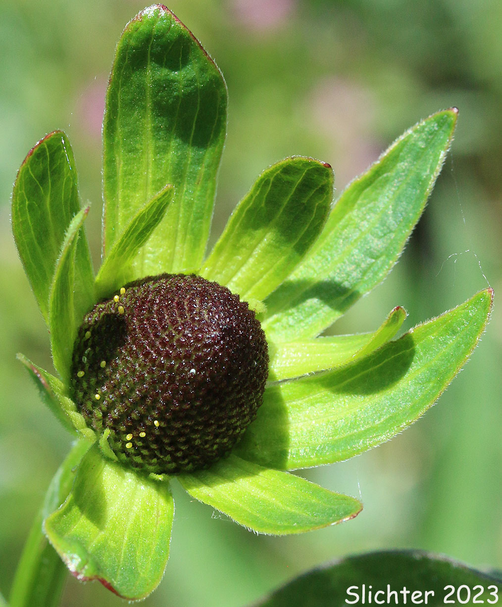Western Black-eyed Susan, Western Chocolate Black-eyed Susan, Western Chocolate-cone, Western Coneflower: Rudbeckia occidentalis (Synonyms: Rudbeckia occidentalis var. montana, Rudbeckia occidentalis var. occidentalis)