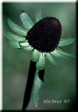 Western Black-eyed Susan, Western Chocolate Black-eyed Susan, Western Chocolate-cone, Western Coneflower: Rudbeckia occidentalis (Synonyms: Rudbeckia occidentalis var. montana, Rudbeckia occidentalis var. occidentalis)