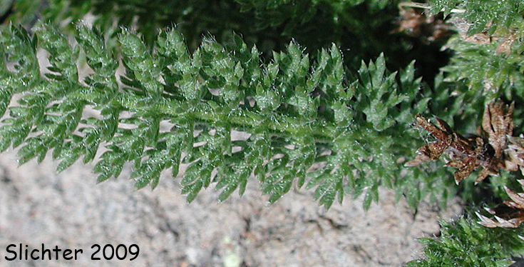 Leaf of Synonyms: Achillea alpicola, Achillea arenicola, Achillea borealis, Achillea borealis ssp. arenicola, Achillea borealis ssp. californica, Achillea californica, Achillea gigantea, Achillea lanulosa, Achillea lanulosa sp. alpicola, Achillea lanulosa var. eradiata, Achillea lanulosa var. lanulosa, Achillea laxiflora, Achillea megacephala, Achillea millefolium ssp. borealis, Achillea millefolium ssp. lanulosa, Achillea millefolium var. alpicola, Achillea millefolium var. arenicola, Achillea millefolium var. asplenifolia, Achillea millefolium var. borealis, Achillea millefolium var. californica, Achillea millefolium var. gigantea, Achillea millefolium var. lanulosa, Achillea millefolium var. litoralis, Achillea millefolium var. maritima, Achillea millefolium var. megacephala, Achillea millefolium var. millefolium, Achillea millefolium var. nigrescens, Achillea millefolium var. occidentalis, Achillea millefolium var. pacifica, Achillea millefolium var. puberula, Achillea nigrescens, Achillea occidentalis, Achillea pacifica, Achillea puberula, Achillea rosea, Achillea subalpina