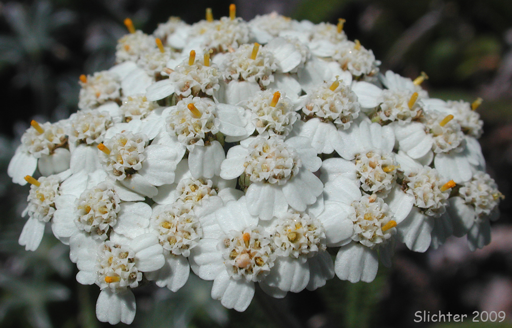 Synonyms: Achillea alpicola, Achillea arenicola, Achillea borealis, Achillea borealis ssp. arenicola, Achillea borealis ssp. californica, Achillea californica, Achillea gigantea, Achillea lanulosa, Achillea lanulosa sp. alpicola, Achillea lanulosa var. eradiata, Achillea lanulosa var. lanulosa, Achillea laxiflora, Achillea megacephala, Achillea millefolium ssp. borealis, Achillea millefolium ssp. lanulosa, Achillea millefolium var. alpicola, Achillea millefolium var. arenicola, Achillea millefolium var. asplenifolia, Achillea millefolium var. borealis, Achillea millefolium var. californica, Achillea millefolium var. gigantea, Achillea millefolium var. lanulosa, Achillea millefolium var. litoralis, Achillea millefolium var. maritima, Achillea millefolium var. megacephala, Achillea millefolium var. millefolium, Achillea millefolium var. nigrescens, Achillea millefolium var. occidentalis, Achillea millefolium var. pacifica, Achillea millefolium var. puberula, Achillea nigrescens, Achillea occidentalis, Achillea pacifica, Achillea puberula, Achillea rosea, Achillea subalpina